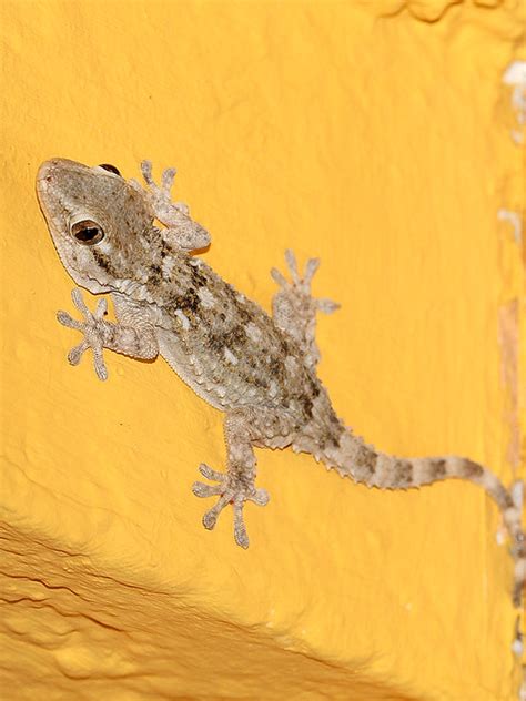 Mauergecko / Common Wall Gecko / Moorish Wall Gecko / Crocodile Gecko ...