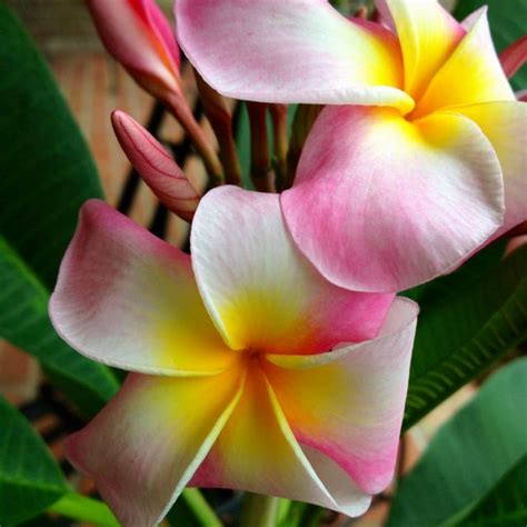 Our Hawaiian plant is blooming!!! | Hawaiian plants, Plants, Hawaiian ...