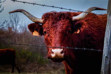 TX Supreme Court Sides with Bull Owner in Fence Law Case - Texas Agriculture Law