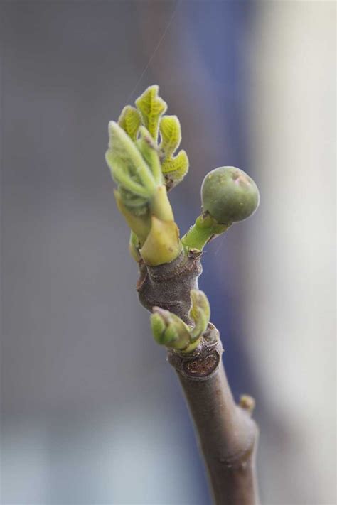 The Fig Tree Awakens With Tiny Leaves And Fruit In Northern Israel - creative jewish mom