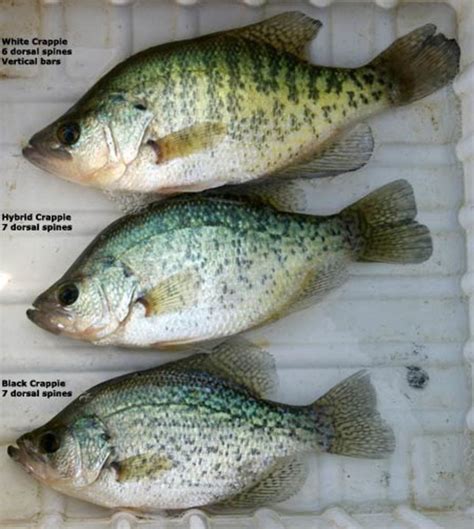 Seven Best Lakes in Texas for Crappie Fishing and a Few Tips | SkyAboveUs