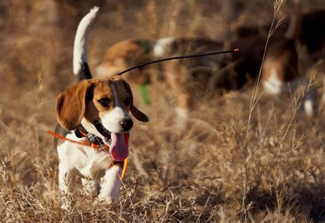 Hunting with Dogs: Training and Safety Tips