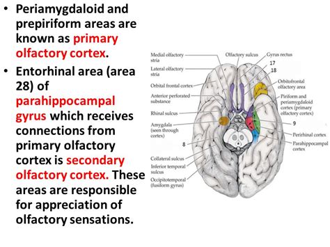 Olfactory Cortex