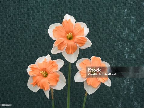 World Of Daffodil Collection Part 1 Stock Photo - Download Image Now ...