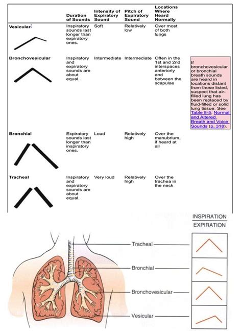 Breath sounds, Lung sounds, Nursing school