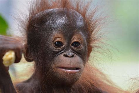 Download Image An orangutan sitting in a tree during an afternoon nap ...