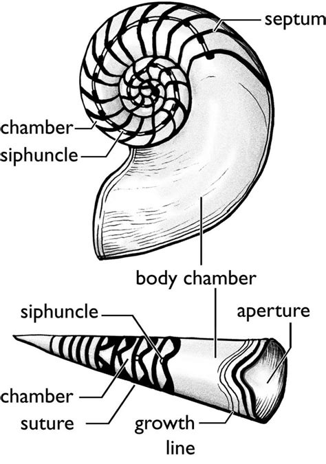 Cephalopod Mollusks: Squid and Octopus – WGNHS – UW–Madison