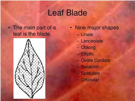 PPT - Leaf Identification PowerPoint Presentation, free download - ID:4629658