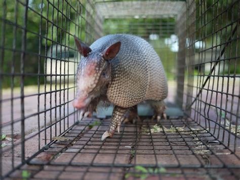 Houston Armadillo Removal - FREE Inspection - 832-702-9504