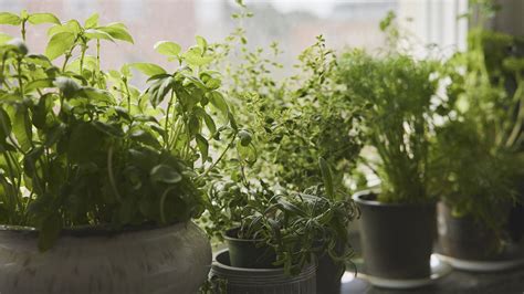 Indoor herb garden ideas – how to display herbs artfully and practically in your home