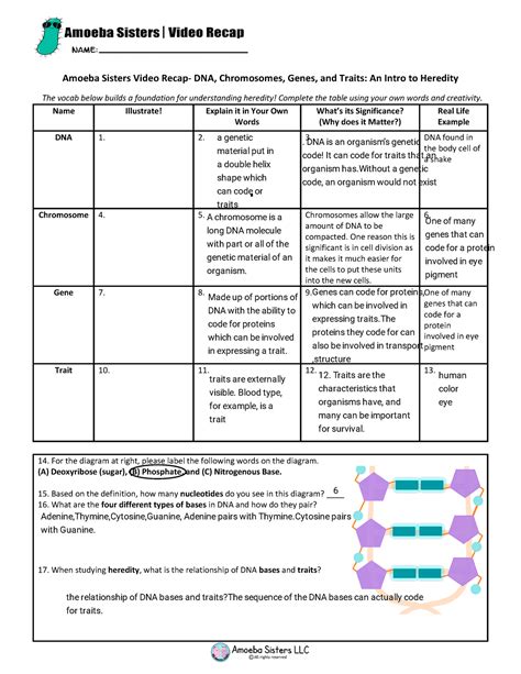 Amoeba Sisters Dna Chromosomes Genes And Traits Worksheet Answers - prntbl ...