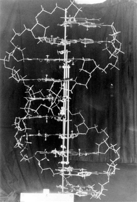 The original DNA demonstration model, designed by James Watson and Francis Crick. approx. 1953 ...