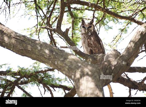 Verreaux's eagle-owl (Bubo lacteus) roosting under a tree canopy in the ...