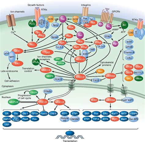 Figure 2 from MAP kinase pathways. | Semantic Scholar