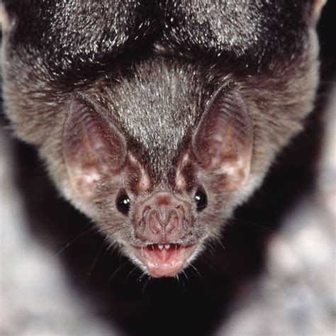 bat habitats for kids | Bat Facts For Kids | Bats Diet and Habitat Bat ...