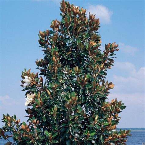 6.08-Gallon White Little Gem Magnolia Flowering Tree in Pot (L1157) in ...