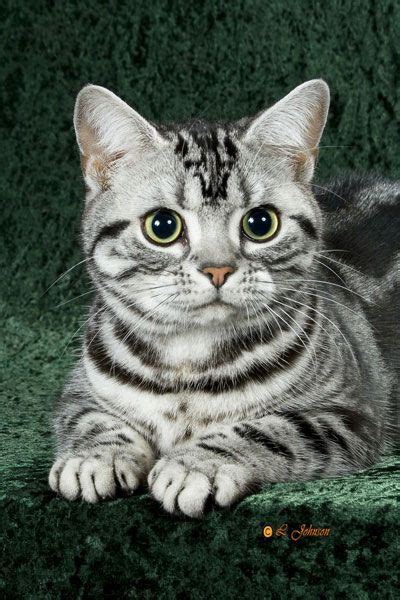 I love american shorthair! I am BEGGING my hubby for one once we get back to the states ...