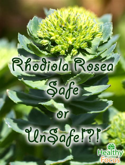 Proven Rhodiola Rosea Benefits and Side Effects - Healthy Focus