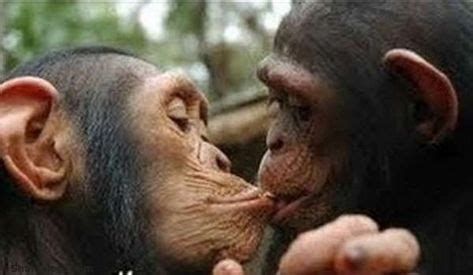 Cute animals kissing image by Virginia Brauer on APES in 2020 ...