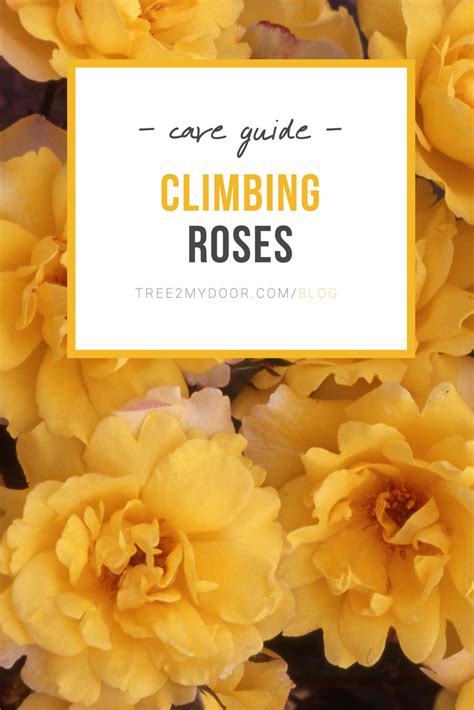 Climbing Rose Bush Care Guide: Read the best tips and tricks on looking ...