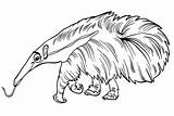Cartoon Anteater Coloring Page  Free Printable Coloring Pages sketch template
