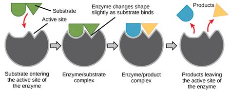 Enzymes – Mt Hood Community College Biology 101