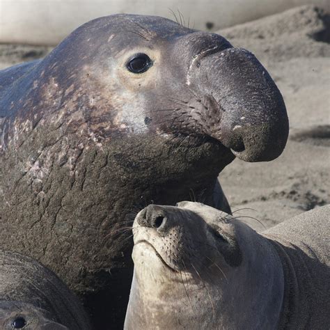 Southern Elephant Seals: Characteristics,habitats reproduction and more