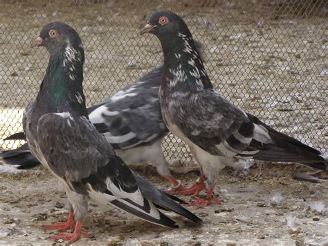 Pakistani Tipplers (Kabootar Baaz) | UK & USA Pigeons | Fancy Pigeons ...