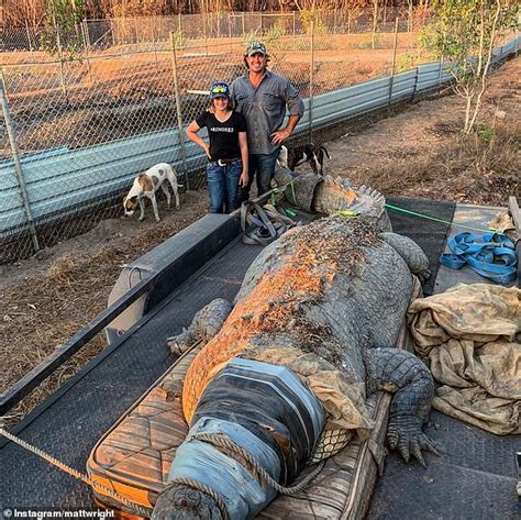 Enormous crocodile is captured on Outback property by wrangler Matt ...