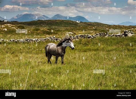 Connemara pony hi-res stock photography and images - Alamy