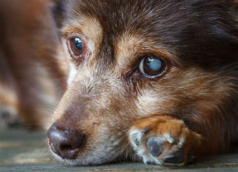 Dog Cataract Treatments - Cataracts in Dogs Diagnosis | PetMD