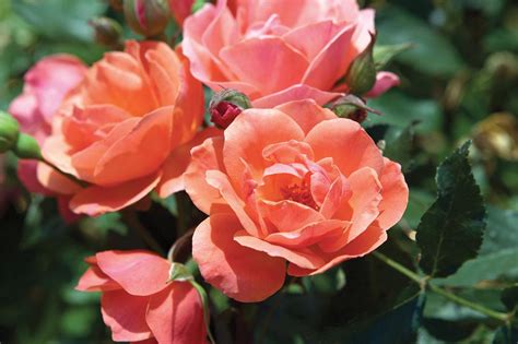 Knock Out Roses: How to Grow, Care and Use Knock Out Roses | HGTV