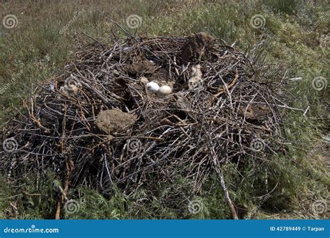 Steppe Eagle Nest in the Spring Steppe Stock Image - Image of eagle ...