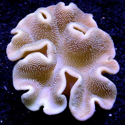 Toadstool Mushroom Leather Coral, Brown: Saltwater Aquarium Corals for Marine Reef Aquariums