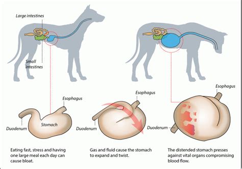 Canine Bloat | mastiffassociation