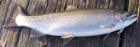 All About Steelhead Trout – Cosumnes River Preserve