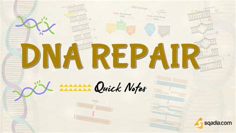 DNA Repair