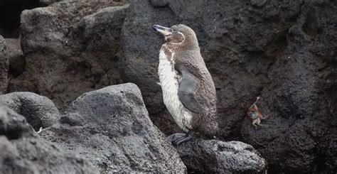 Galapagos Penguin | The Animal Facts | Appearance, Diet, Habitat, Range