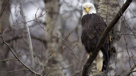 Angry Bald eagle on a tree branch wallpaper - Animal wallpapers - #52108