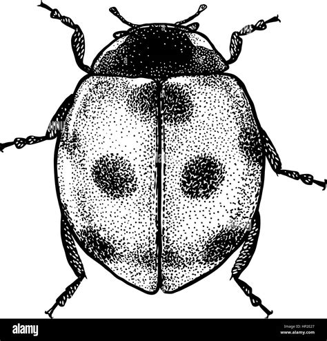 Ladybug Anatomy Diagram