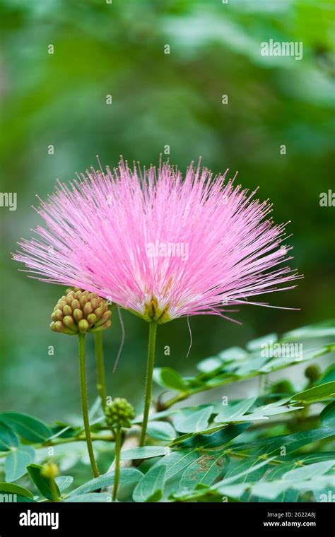 Samanea saman,Rain tree,Pink flower tree in Thailand Stock Photo - Alamy