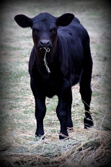 Black Angus Calf | Angus Calf http://fineartamerica.com/featured/black-angus-calf-tam ... | Cow ...