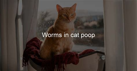 Worms in cat poop - A Cat Life