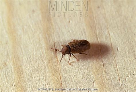 Furniture Beetle stock photo - Minden Pictures