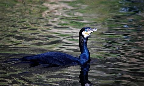 Premium Photo | Cormorant fishing on the river