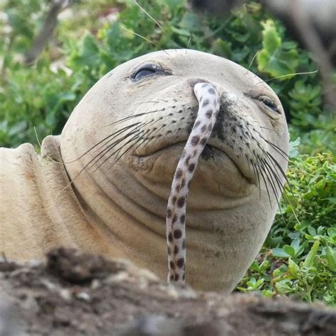 Photo of Seal With Eel in Its Nose Goes Viral