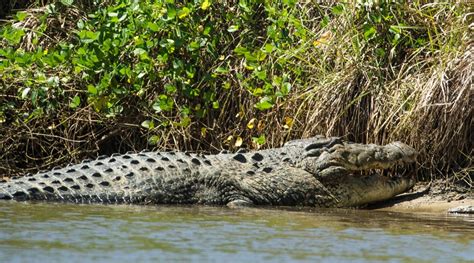 Exploring the Saltwater Crocodiles of the Nilwala River – Classic Sri Lanka