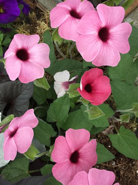 THUNBERGIA (BLACK-EYED SUSAN VINE) ARIZONA 'ROSE SENSATION' – Horlings ...