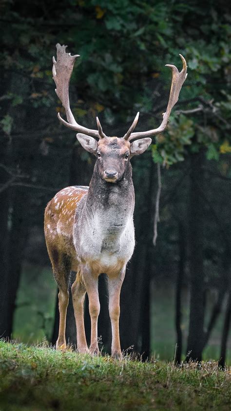 Deer, buck, hunting, HD phone wallpaper | Peakpx