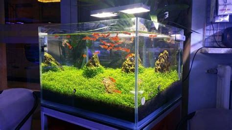 Best LED Aquarium Lighting For Plants & Here’s Why You Need It For ...